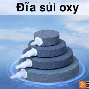Đá sủi oxy siêu mịn -đĩa sủi oxy cao cấp giải pháp hoàn hảo cho hồ cá khoẻ mạnh.