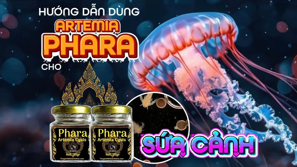 Nhật Anh AQUA